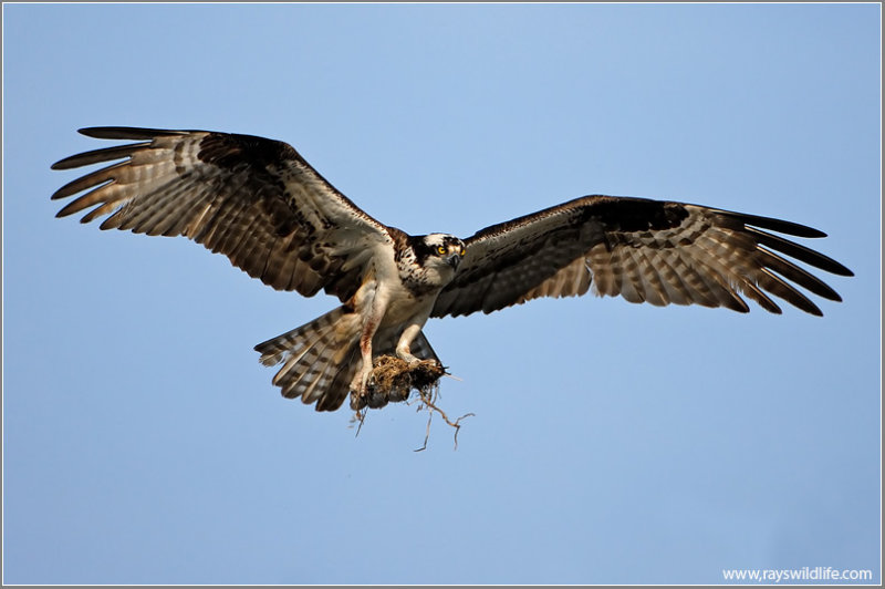 Osprey 27