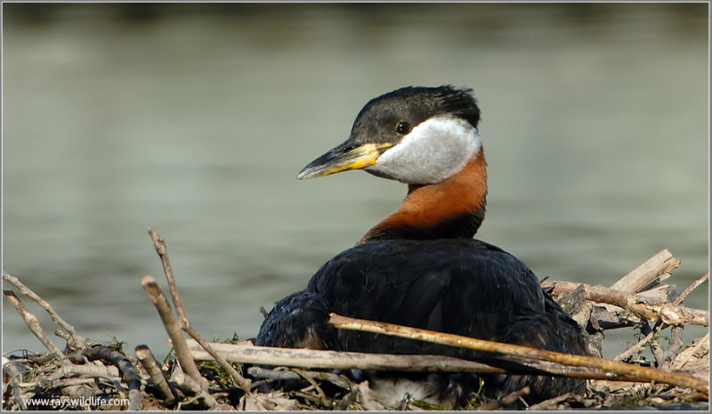Red-necked Grebe 31