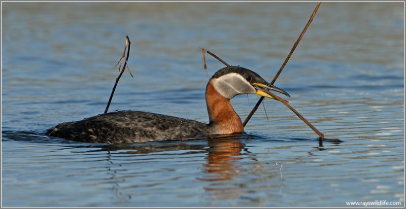 Red-necked Grebe 33