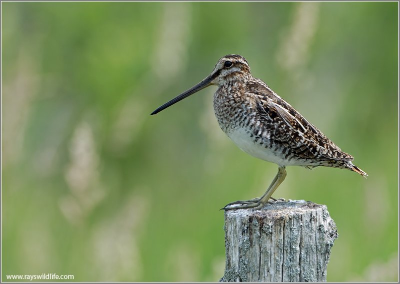 Wilsons Snipe 5