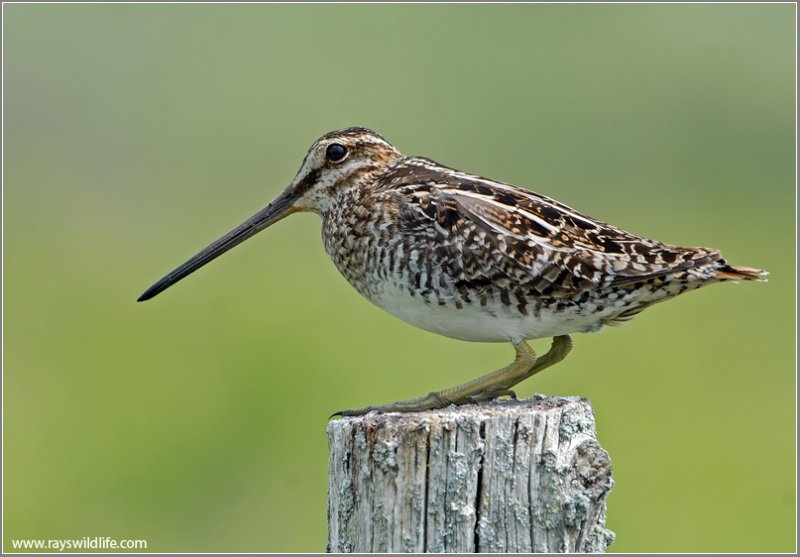 Wilsons Snipe 6