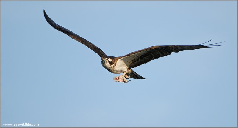 Osprey 39