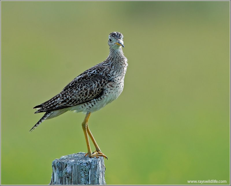Upland Sandpiper 3