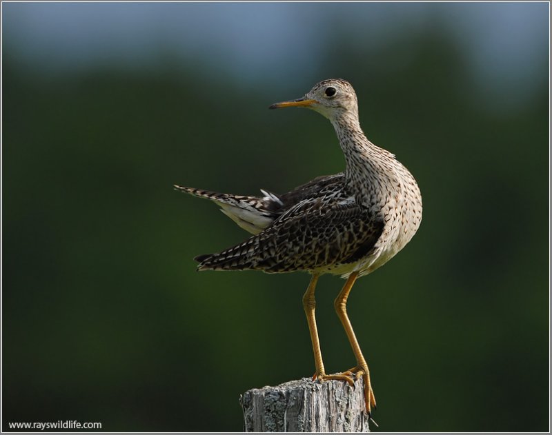 Upland Sandpiper 4