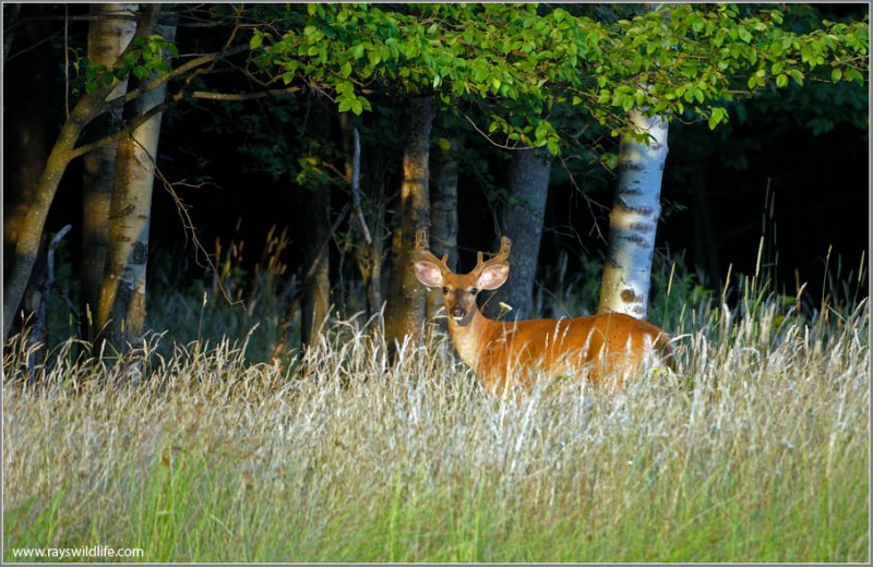 Deer 7