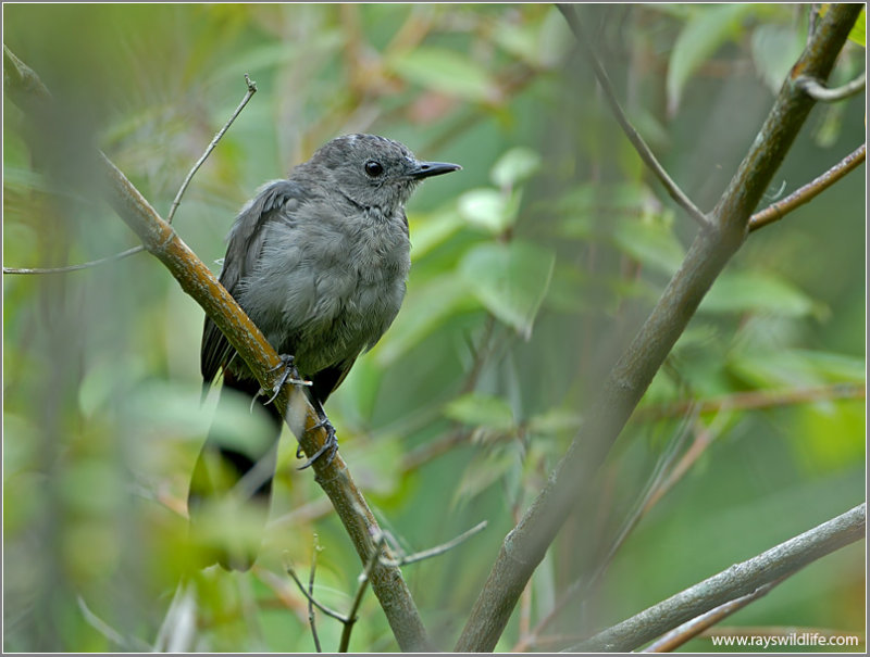 Gray Catbird 5