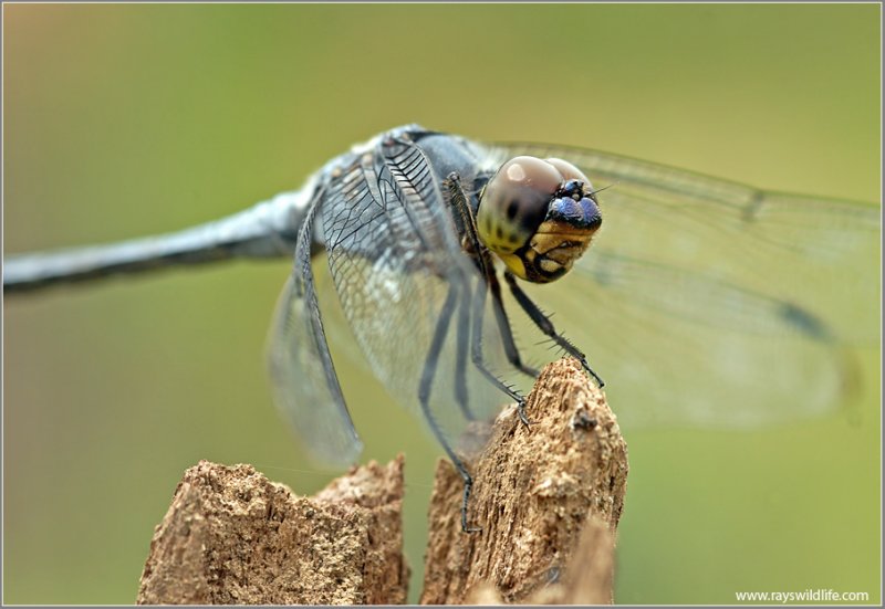 Dragonfly