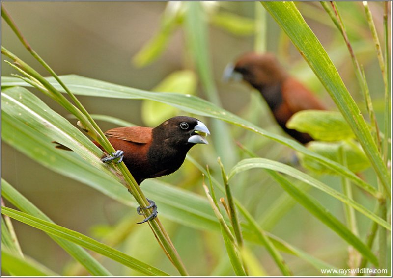 Black-headed Munia  (also called Maya)