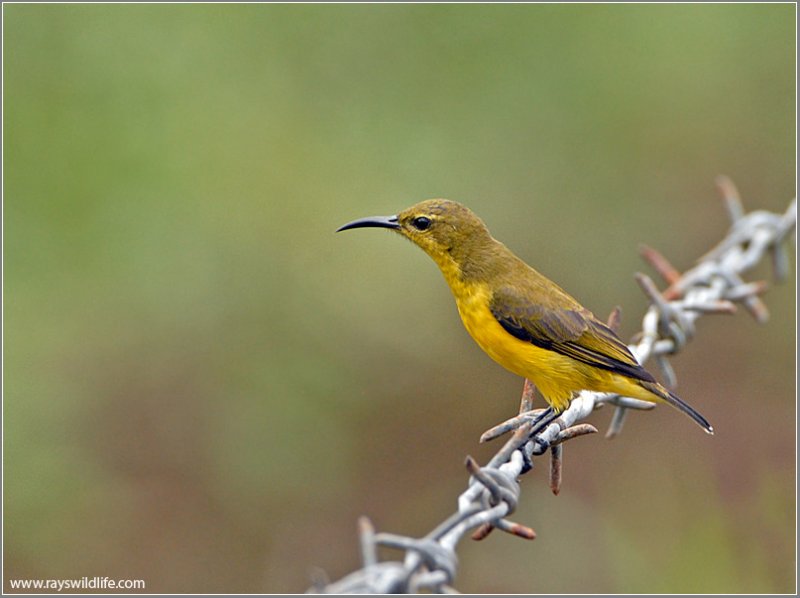 Olive-backed Sunbird female 1