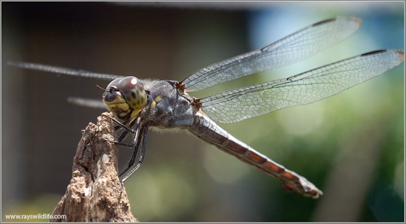 Dragonfly