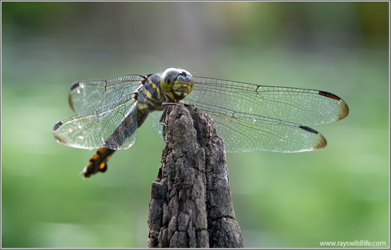 Dragonfly