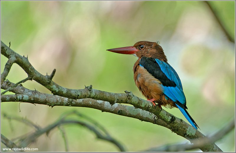 White-throated Kingfisher 4
