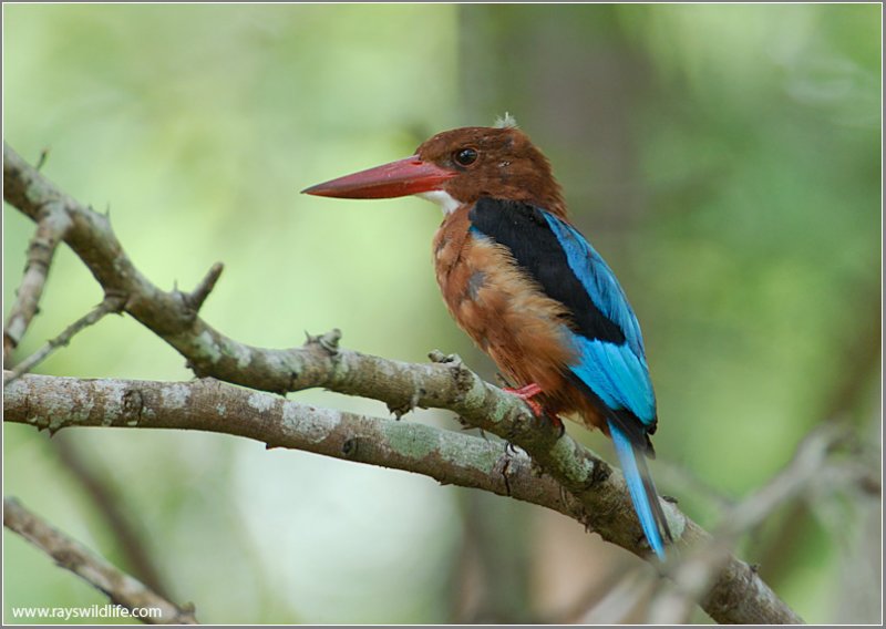 White-throated Kingfisher 6