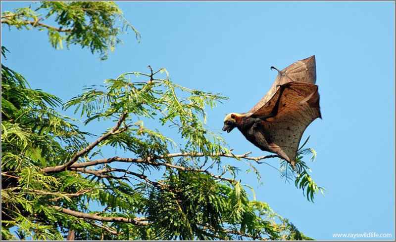 Giant golden-crowned flying fox