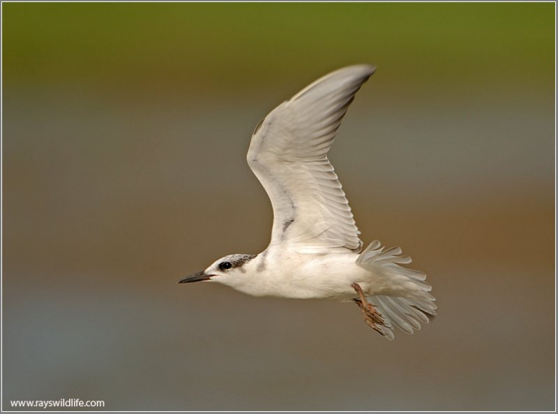 Whiskered Tern 4