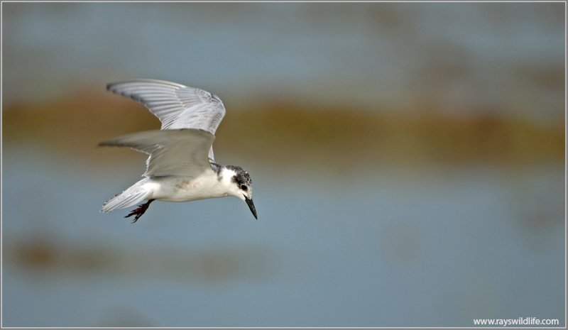 Whiskered Tern 5