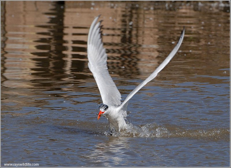 Caspian Tern