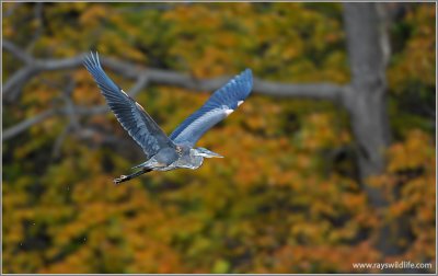 Great Blue Heron 44