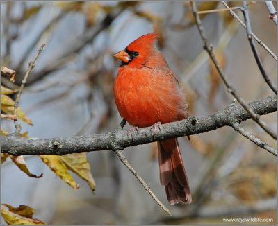 Male Northern Cardinal 10