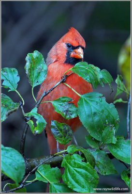 Male Northern Cardinal 11