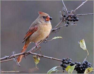 Female Northern Cardinal 12