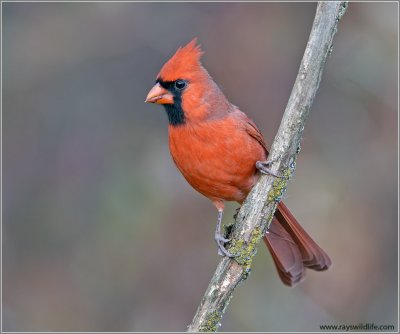 Male Northern Cardinal 13