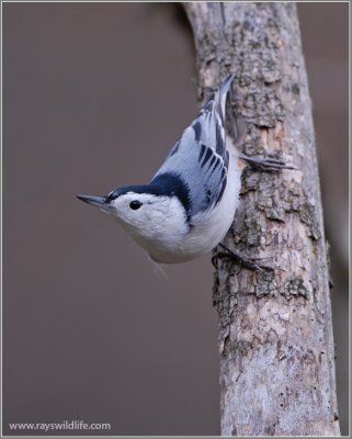 White-breasted Nuthatch 16
