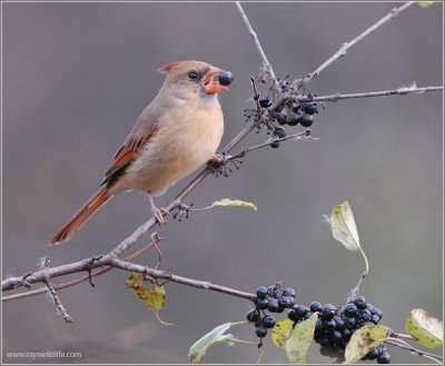 Female Northern Cardinal 14