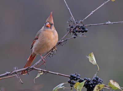 Female Northern Cardinal 15