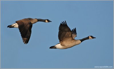 Canada Geese  8