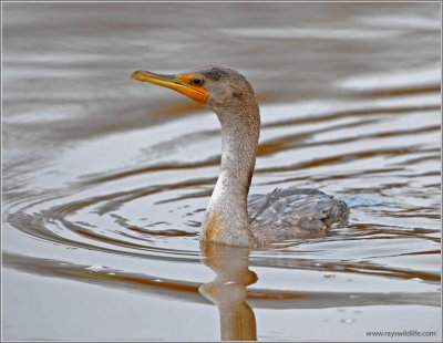 Double-Crested Cormorant 6