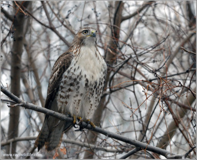 Red-tailed Hawk 13