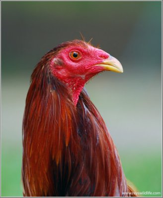 Philippine Rooster 1