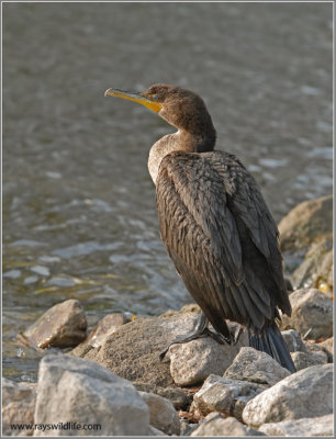 Double-Crested Cormorant 7