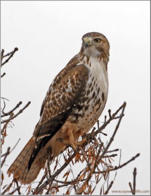 Red-tailed Hawk 16