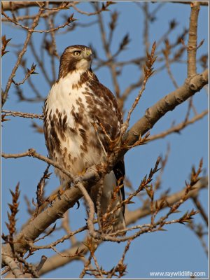 Red-tailed Hawk 19
