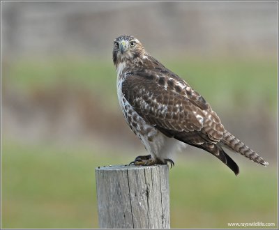 Red-tailed Hawk 24