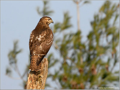 Red-tailed Hawk 26