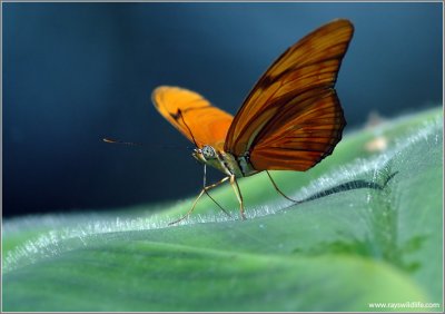 Julia Butterfly 33