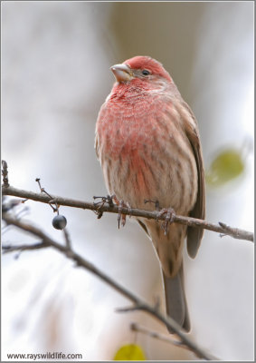 House Finch 1