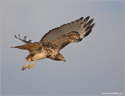 Red-tailed Hawk 28