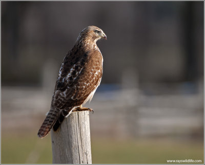 Red-tailed Hawk 33