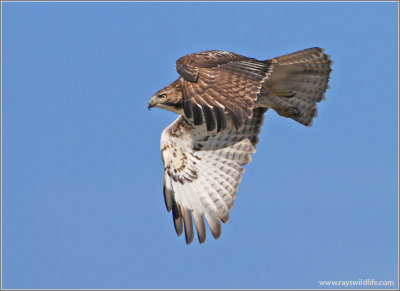 Red-tailed Hawk 35