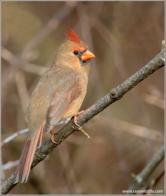 Female Northern Cardinal 16