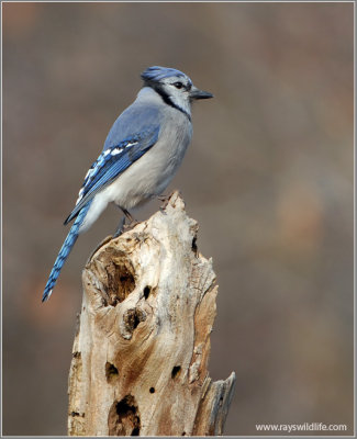 Blue Jay 10