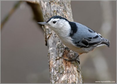White-breasted Nuthatch 20