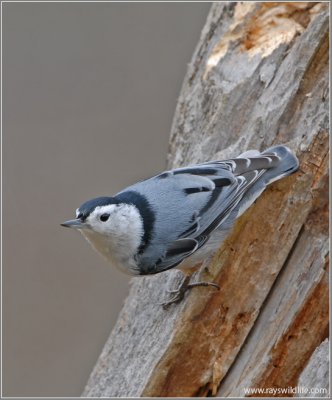 White-breasted Nuthatch 19