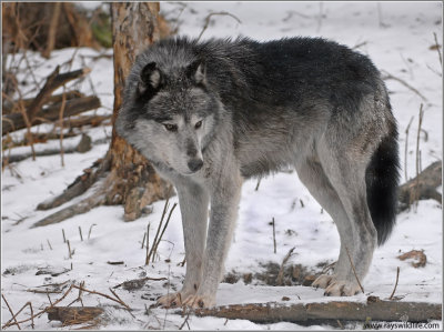 Timber Wolf 3