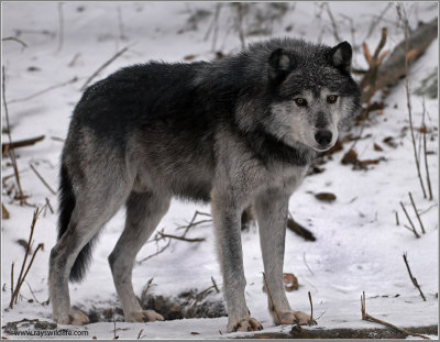 Timber Wolf 4