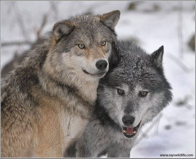 Haliburton Forest  Wolves